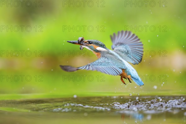Common kingfisher (Alcedo atthis) flying out of the water with a fresh cought fish in his beak in