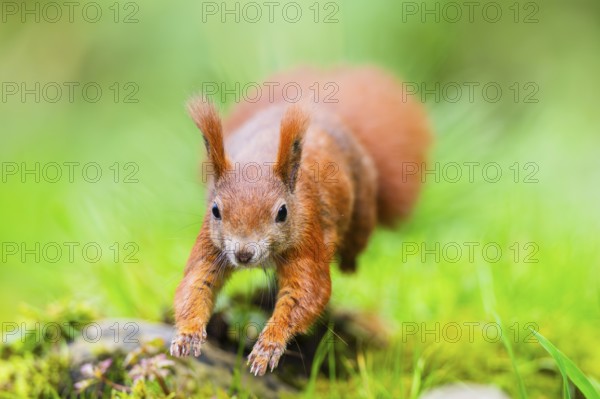 Red squirrel (Sciurus vulgaris) running in the grass, Bavaria, Gernany
