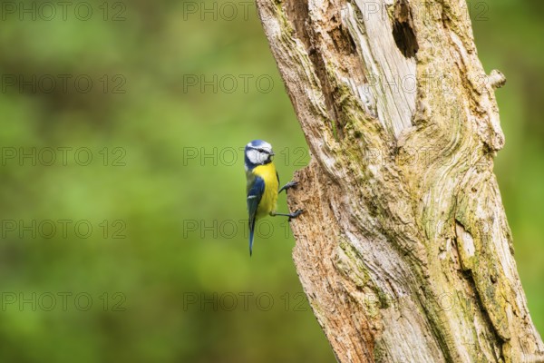 Eurasian blue tit (Cyanistes caeruleus) sitting on an old wrotten tree trunk at a swamp, Bavaria,