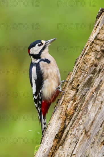 Great spotted woodpecker (Dendrocopos major) sitting on an old wrotten tree trunk in late summer,