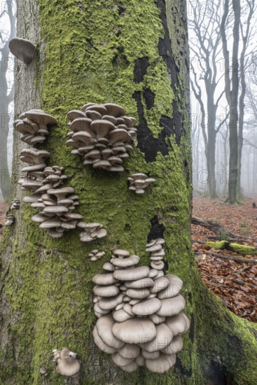 Branched oyster fungus (Pleurotus cornucopiae), on old copper beech (Fagus sylvatica), Emsland,