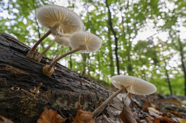 Mushrooms growing on a tree trunk in the forest, seen from below Beech slime fungus, ringed slime