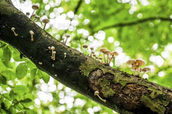 White mushrooms growing decoratively on a piece of tree bark, beech slime fungus, ringed slime