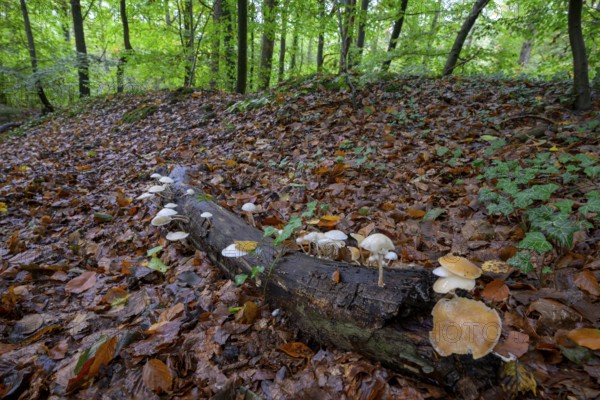 Forest scene with mushrooms on tree trunks and autumn foliage Beech slime mould, ringed slime mould