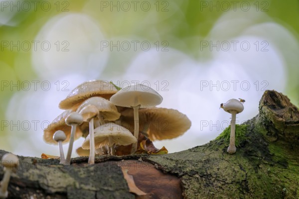 A cluster of mushrooms growing on a tree trunk in a forest Beech slime mould, ringed slime mould