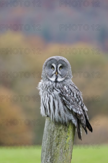 Bearded Owl, Strix nebulosa, Great Grey Owl, Captive, Lower Saxony, Germany