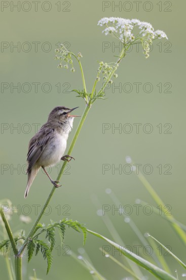 Reed Warbler, Acrocephalus schoenobaenus, Sedge Warbler, Lower Saxony, Germany