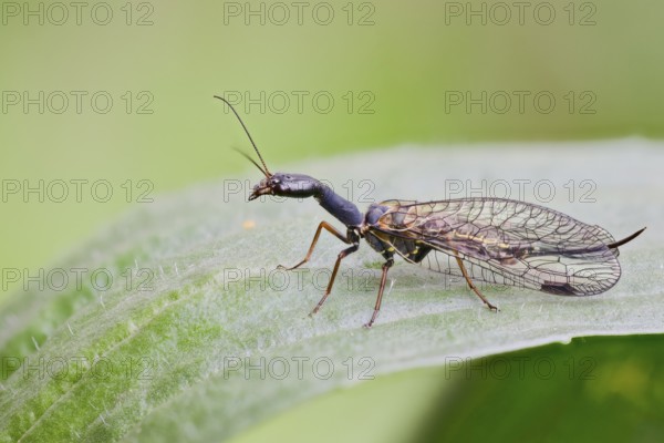 Spotted camel neckfly, Phaeostigma notata, Spotted Snakefly, Lower Saxony, Germany