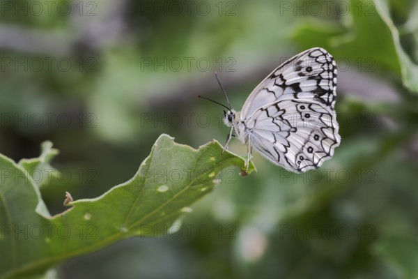 Balkan Chessboard, Melanargia Larissa, Balkan Marbled White Butterfly, Corfu, Greece