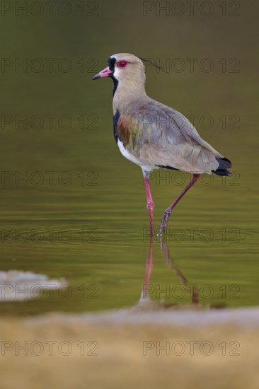 Bird standing in calm water with clear reflection, natural and harmonious scene, Southern Lapwing