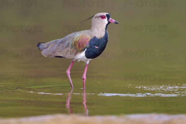 Bird standing upright in water with reflection, strong colours and natural surroundings, Southern