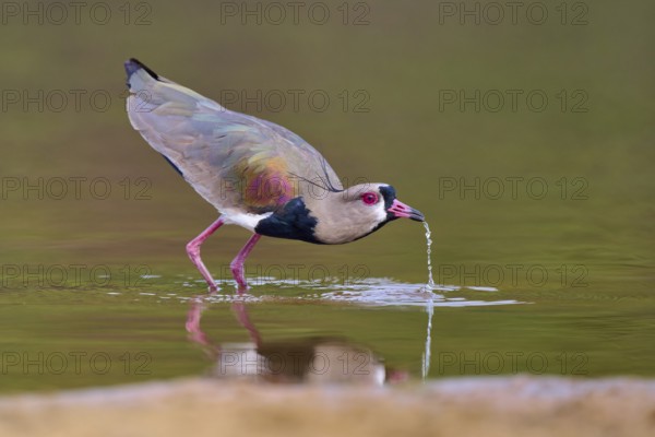 Bird bends over and lets water drip, calm environment with harmonious colours, Southern Lapwing
