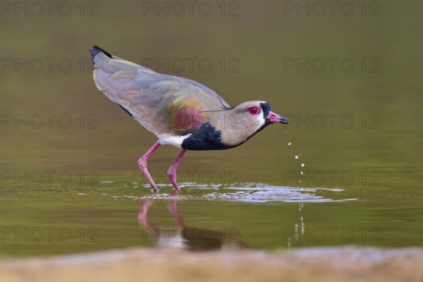 Bird on water bank with drops, vivid colours and calm atmosphere, Southern Lapwing (vanellus