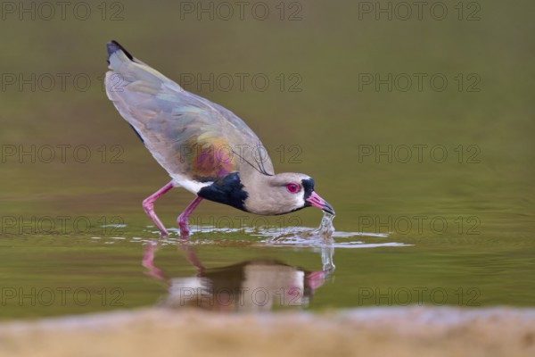 Bird dipping its beak into the water, raising waves as it drinks, Southern Lapwing (vanellus