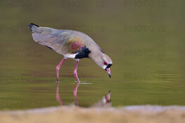 Bird leaning forward over the river for a drink of water, Southern Lapwing (vanellus chilensis),