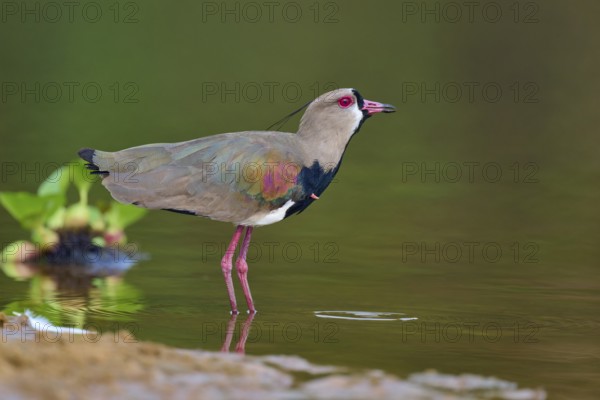 Bird standing at the edge of the water, looking alert, Southern Lapwing (vanellus chilensis), Rio