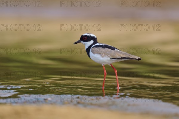 A bird with red legs stands in the shallow water and is reflected in the calm surroundings, Cayenne