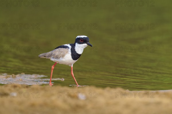 Bird with red legs walking along the calm shore of a body of water, Cayenne lapwing (Vanellus