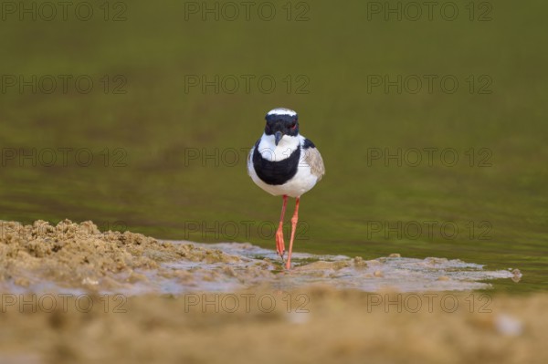 Bird standing at the edge of a body of water on sandy ground, Cayenne lapwing (Vanellus cayanus),