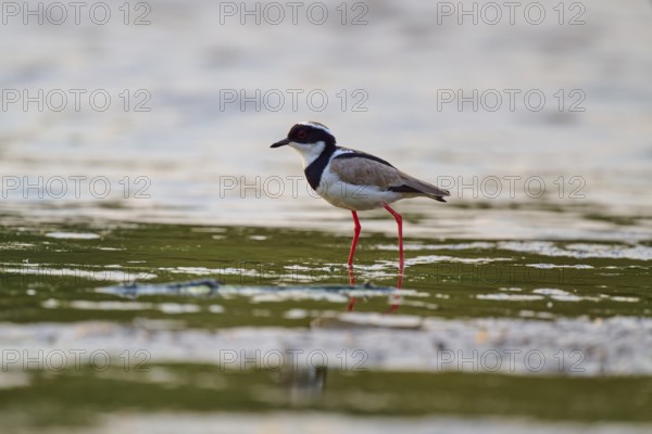 Bird with long red legs reflected in the calm water, Cayenne lapwing (Vanellus cayanus), Rio Negro,