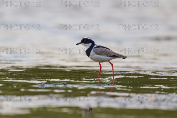 Bird with red legs and dark eyes standing on the water surface, Cayenne lapwing (Vanellus cayanus),