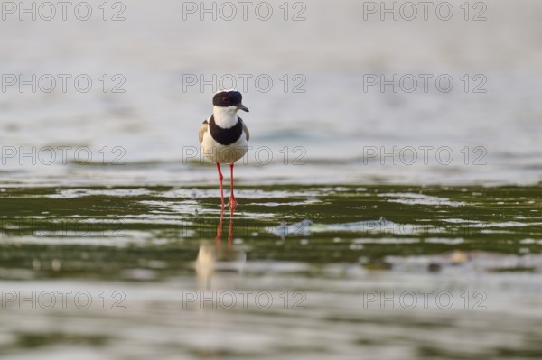 Bird with red legs standing in shallow water. Calm and peaceful atmosphere, Cayenne lapwing