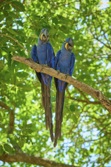 Two blue macaws standing upright and symmetrically on a branch in the green foliage, Hyacinth Macaw