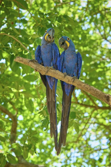 Two blue macaws sitting next to each other on a branch in the dense foliage, Hyacinth Macaw