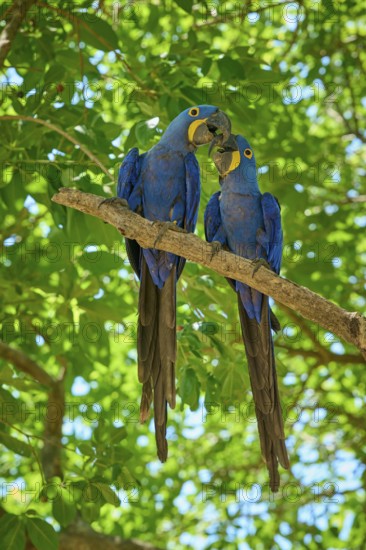 Two blue macaws interacting tenderly on a branch against a green background, Hyacinth Macaw