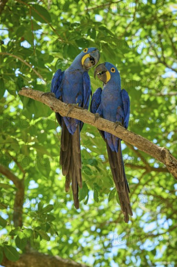 Two blue macaws communicating on a branch with vibrant green foliage, Hyacinth Macaw (Anodorhynchus