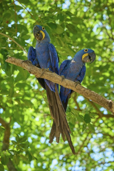 Two blue macaws sitting on a branch with dense green foliage in the background, Hyacinth Macaw