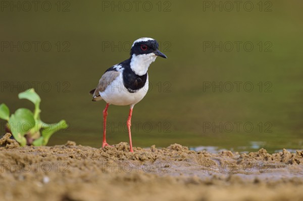 Bird standing on damp ground, surrounded by water plants, Cayenne lapwing (Vanellus cayanus), Rio