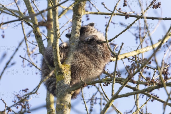 A cute raccoon sleeps relaxed on a tree between the branches and enjoys the warm winter sun. This