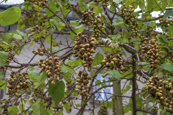 Seed capsules of the bluebell tree (Paulownia tomentosa), Franconia, Bavaria, Germany