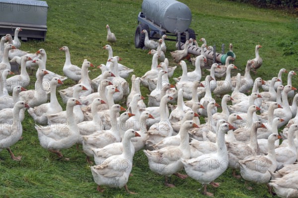 Free-range fattening geese (Anser anser domesticus) in a meadow, Bullach, Middle Franconia,