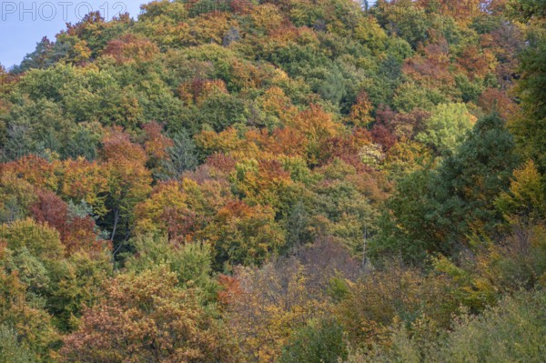 Mixed autumn forest, cloudy sky, Happurg, Middle Franconia, Bavaria, Germany