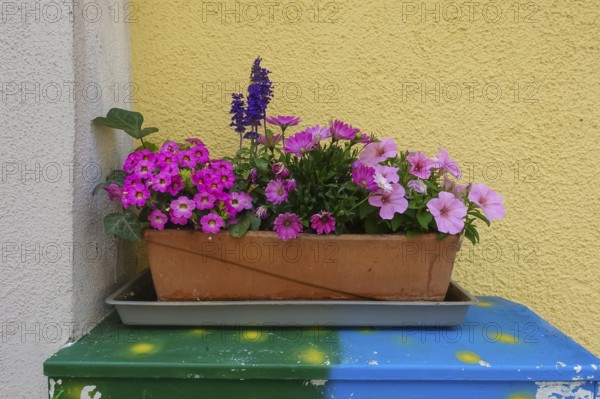 Flowers on power box, pink, pink and purple flowers, flower box, various plants, petunias