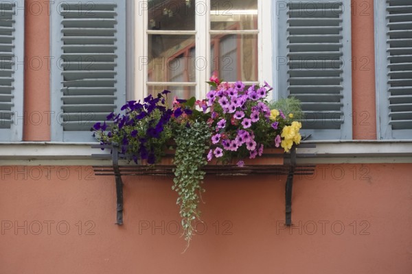 Window with flower box, petunias (Petunia), pink and purple flowers, various plants, mullioned