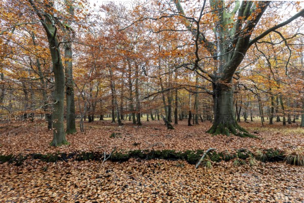 Autumn forest, autumn-colored trees, Osterwald, Zingst, Fischland-Darß-Zingst, Western Pomerania