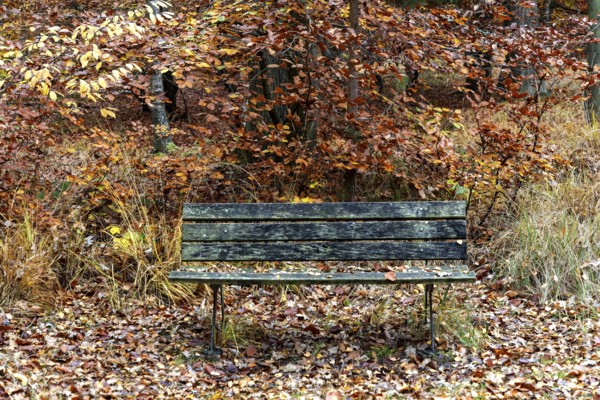 Old wooden bench stands in autumn forest, Osterwald, Zingst, Fischland-Darß-Zingst, Western
