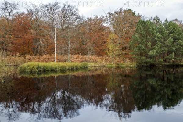 Autumn forest, autumn-colored trees reflected in the water, Osterwald, Zingst,