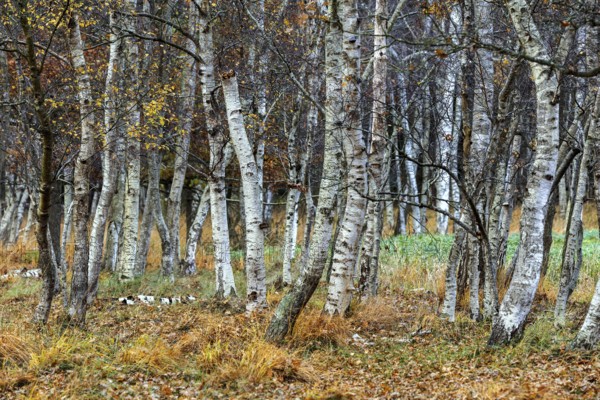 Birch forest, autumn coloured birch trees (Betula), Osterwald, Zingst, Fischland-Darß-Zingst,