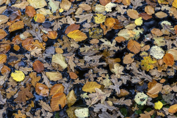 Autumn leaves, autumn-colored leaves floating on moor water, Osterwald, Zingst,
