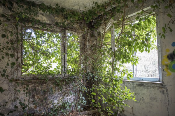 Room overgrown with plants, dilapidated plant of a former agricultural production cooperative of