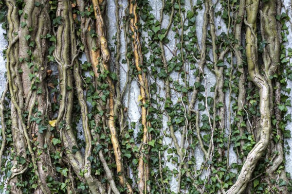 Ivy grows on old house wall, dilapidated plant of a former agricultural production cooperative of