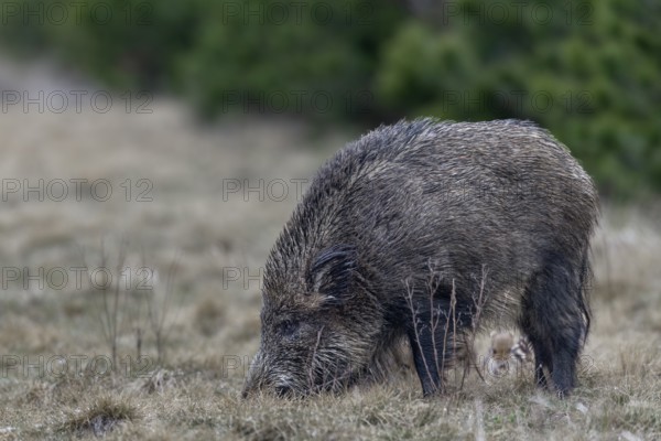 Wild boar (Sus scrofa) with its very young offspring in a forest aisle, sweet, cute, rearing young,