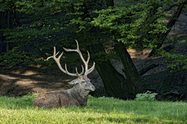 Capital adult red deer (Cervus elaphus) with large antlers, top dog resting after a mud bath,