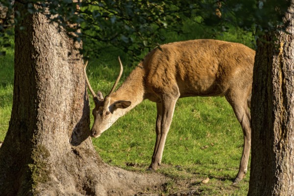 Juvenile red deer (Cervus elaphus) rubbing its horns, antlers on a tree at the edge of the forest,