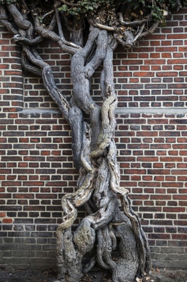 Giant ivy (Hedera helix), in front of a brick wall, Hanseatic city of Stralsund, Baltic Sea,