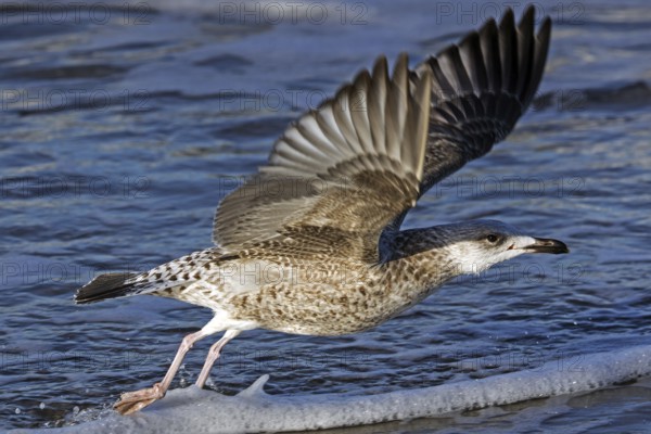 Herring gull (Larus argentatus), on the beach, flying off, Fischland-Darß-Zingst, Baltic Sea,